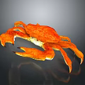 Orange Aquatic Crab With Large Claws And Orange Legs On Dark Background