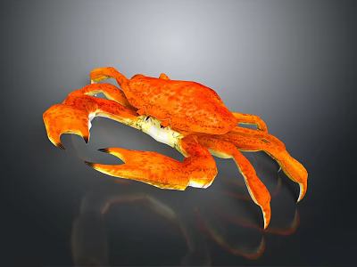 Orange Aquatic Crab With Large Claws And Orange Legs On Dark Background 3d model Orange Aquatic Crab With Large Claws And Orange Legs On Dark Background 3d model