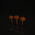 Fresh Orange Mushrooms With Round Caps White Stems And Red Bases On Dark Background