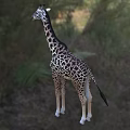 Reptile Lizard Standing In Grassy Field With Trees In Natural Habitat