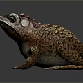 Frog Poison Frog Game Frog Reptile Cold Blooded Animal Reptile 3d model