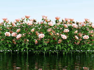 Blooming Pink Flowers With Green Leaves Against Blue Sky And Water Reflection 3d model