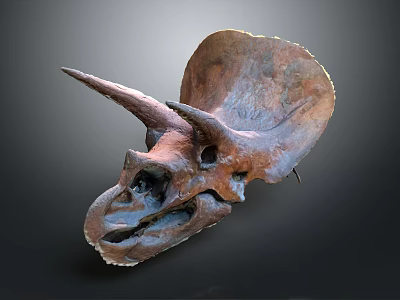 Medical Device Triceratops Skull Anatomical Model For Educational Study And Training 3d model