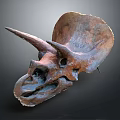 Medical Device Triceratops Skull Anatomical Model For Educational Study And Training 3d model