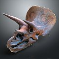 Modern Skull Triceratops Dinosaur Triceratops Skull Triceratops 3d model