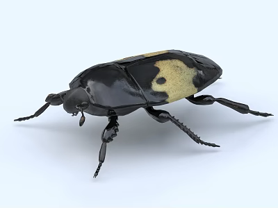 Flying Insect Black And Yellow Beetle With Distinctive Pattern And Detailed Body Structure 3d model