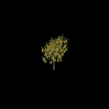 Vibrant Yellow Flowering Tree Garden Feature with Hanging Blossoms and Silhouette Figure