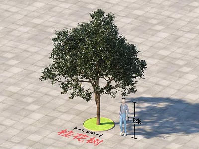 Osmanthus Tree 5.5 Meters Tall with Green Circular Base on Square Paved Ground 3d model