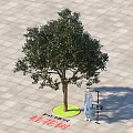 Osmanthus Tree 5.5 Meters Tall with Green Circular Base on Square Paved Ground