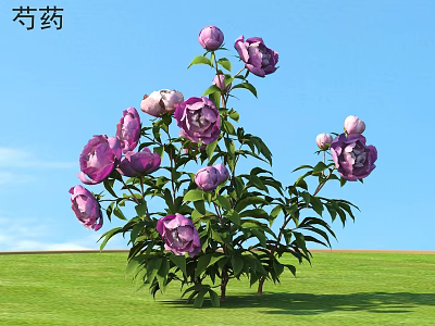 Purple Peony Flowers With Green Leaves Blooming In Grass Under Blue Sky 3d model