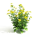 Blooming Yellow Flowers With Lush Green Leaves In Potted Plant Decoration