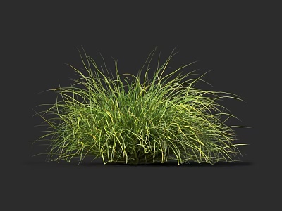 Decorative Ornamental Grass With Vibrant Green And Yellow Lush Foliage For Garden Landscaping 3d model