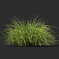 Decorative Ornamental Grass With Vibrant Green And Yellow Lush Foliage For Garden Landscaping