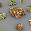 Various Guanyinlian Succulent Plants with Rosette Shaped Leaves and Colorful Foliage