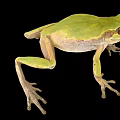 Green Frog With Brown Eyes And Light Underbelly Against Black Background