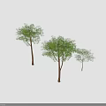 Different Sizes of Trees with Lush Green Leaves and Brown Trunks Displaying Various Growth Stages