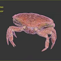 Red Orange Crab with Shiny Shell and Spiny Legs in Standing Pose on Dark Background