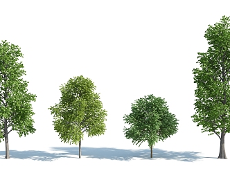 The Modern Tree 3d model