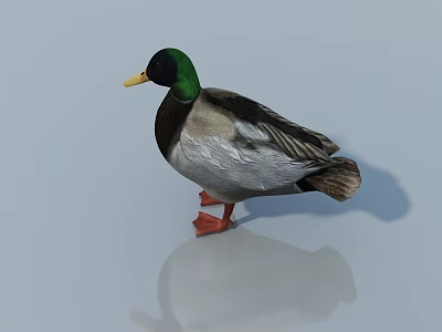 Realistic Mallard Duck Standing On Smooth Surface With Clear Reflection And Shiny Appearance 3d model