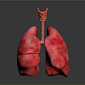 Medical Device Anatomical Lung Model With Detailed Trachea Structure