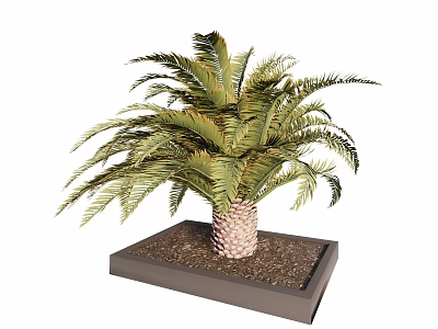 Lush Green Frond Palm Tree Growing In Square Planter With Soil 3d model