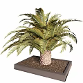 Lush Green Frond Palm Tree Growing In Square Planter With Soil