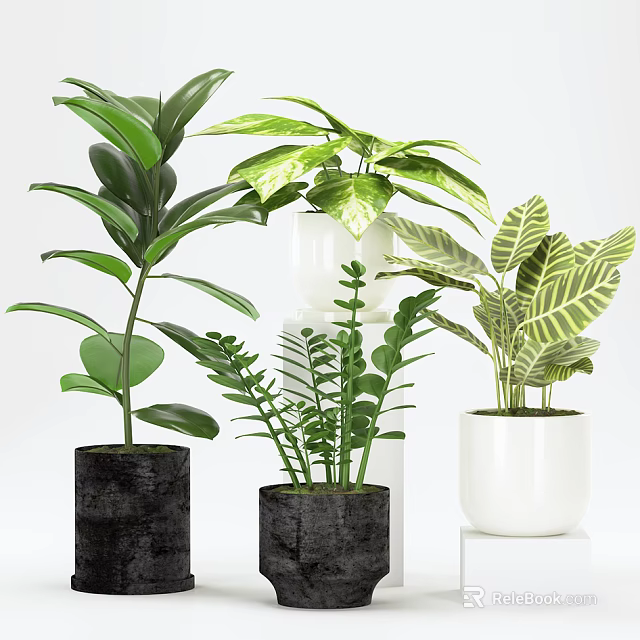 Various Potted Green Plants with Lush Leaves in Black White Ceramic Pots 3d model 