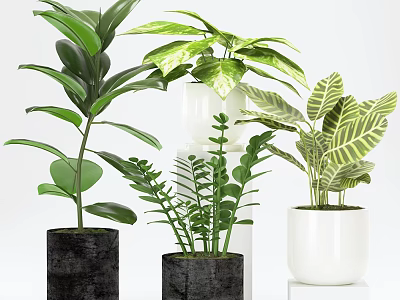 Various Potted Green Plants with Lush Leaves in Black White Ceramic Pots 3d model