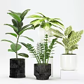 Various Potted Green Plants with Lush Leaves in Black White Ceramic Pots