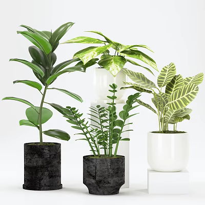 Various Potted Green Plants with Lush Leaves in Black White Ceramic Pots 3d model