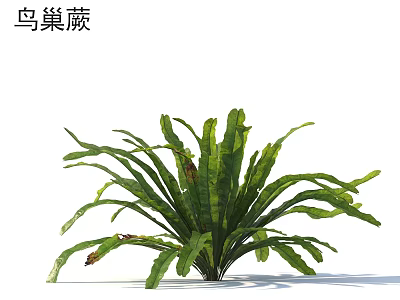 Lush Green Bird's Nest Fern Plant With Tropical Fronds For Indoor Decoration 3d model