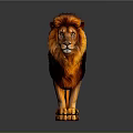 Realistic Lion with Thick Mane Standing on Gray Background Showing Reflection