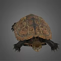 Brown Carapace Turtle With Intricate Patterns And Extended Limbs On Gray Background 3d model