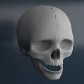 High Quality Human Skull Model Medical Device For Anatomical Education And Training