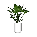Fresh Potted Plant With Large Green Leaves In White Ceramic Pot