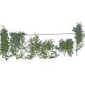 Lush Climbing Vines With Green Leaves And Blue Flowers For Garden Decoration And Landscaping