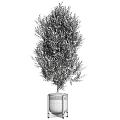 Olive Tree Garden Decor With White Planter And Wooden Frame Design