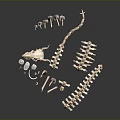 Various 3D Rendered Biological Skeleton Models Display Anatomical Structures On Black Background
