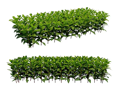 Lush Green Garden Shrubs Neatly Arranged In Two Rows For Landscaping And Decoration 3d model