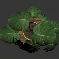 Monstera Plant with Lush Green Leaves in White Pot on Wooden Stool Against Dark Background