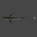 Realistic Fish Model With Floating Colorful Dice In Gray Background