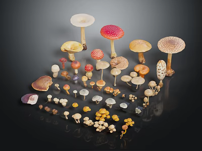 Various Colorful Mushrooms With Different Shapes And Sizes Arranged On Black Background 3d model