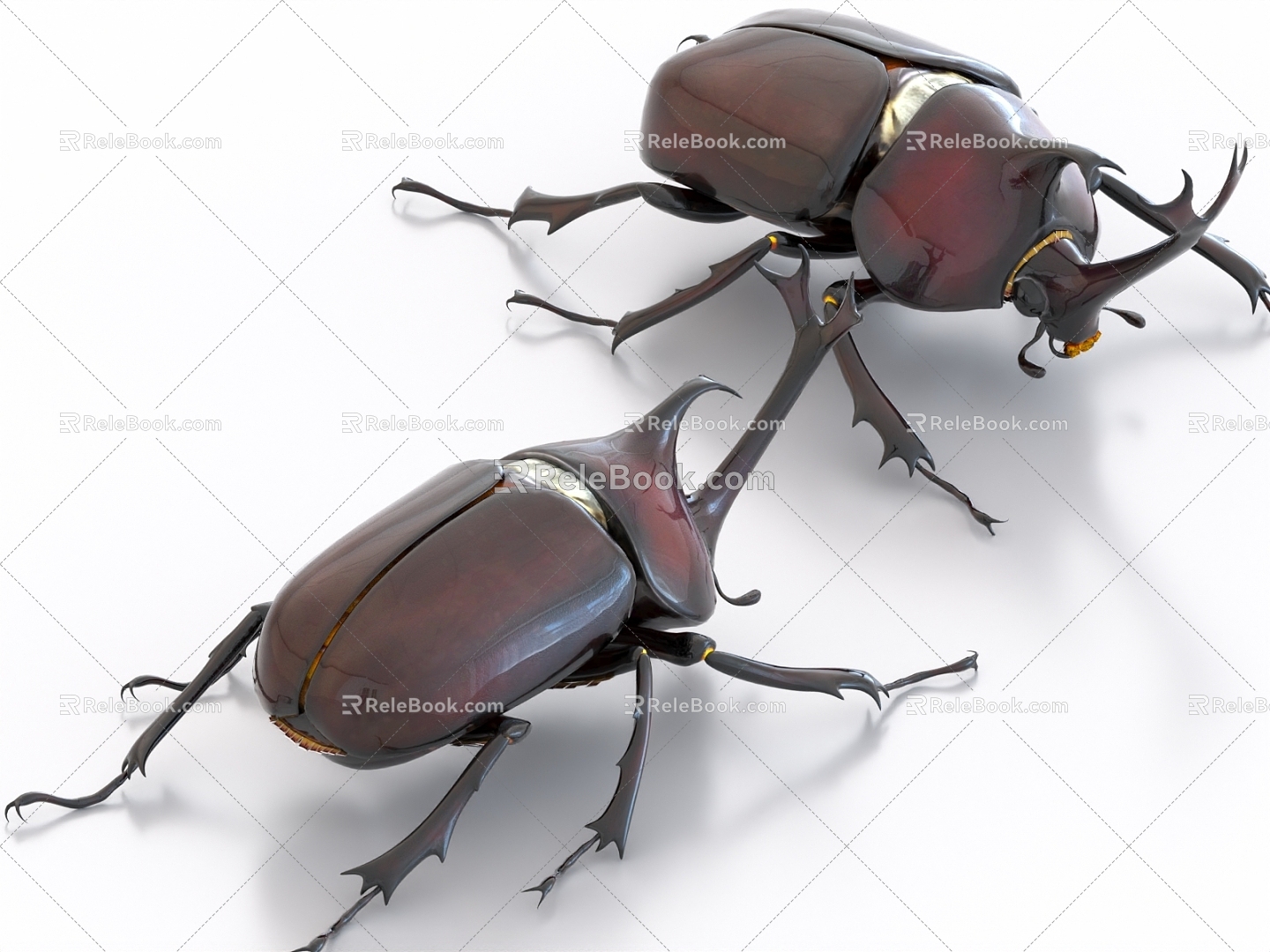 beetle beetle unicorn insect 3d model