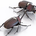 beetle beetle unicorn insect 3d model