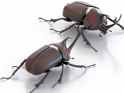 Flying Insects Rhinoceros Beetles With Dark Brown Shiny Exoskeleton And Horned Features 3d model