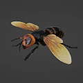 Flying Insect With Black And Yellow Striped Body Transparent Wings Orange Head And Detailed Appearance