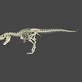 Tyrannosaurus Dinosaur Skeleton Fossil With Detailed Bone Structure And Sharp Teeth
