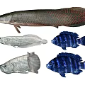 Silver Arowana Blue Cichlids And Red Tailed Freshwater Aquatic Fish Varieties