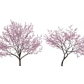 Blooming Two Arbor Trees with Pink Blossoms on White Background 3d model