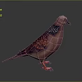 Pink Purple Feathered Pigeon With White Spotted Wings And Red Feet On Gray Gradient Background